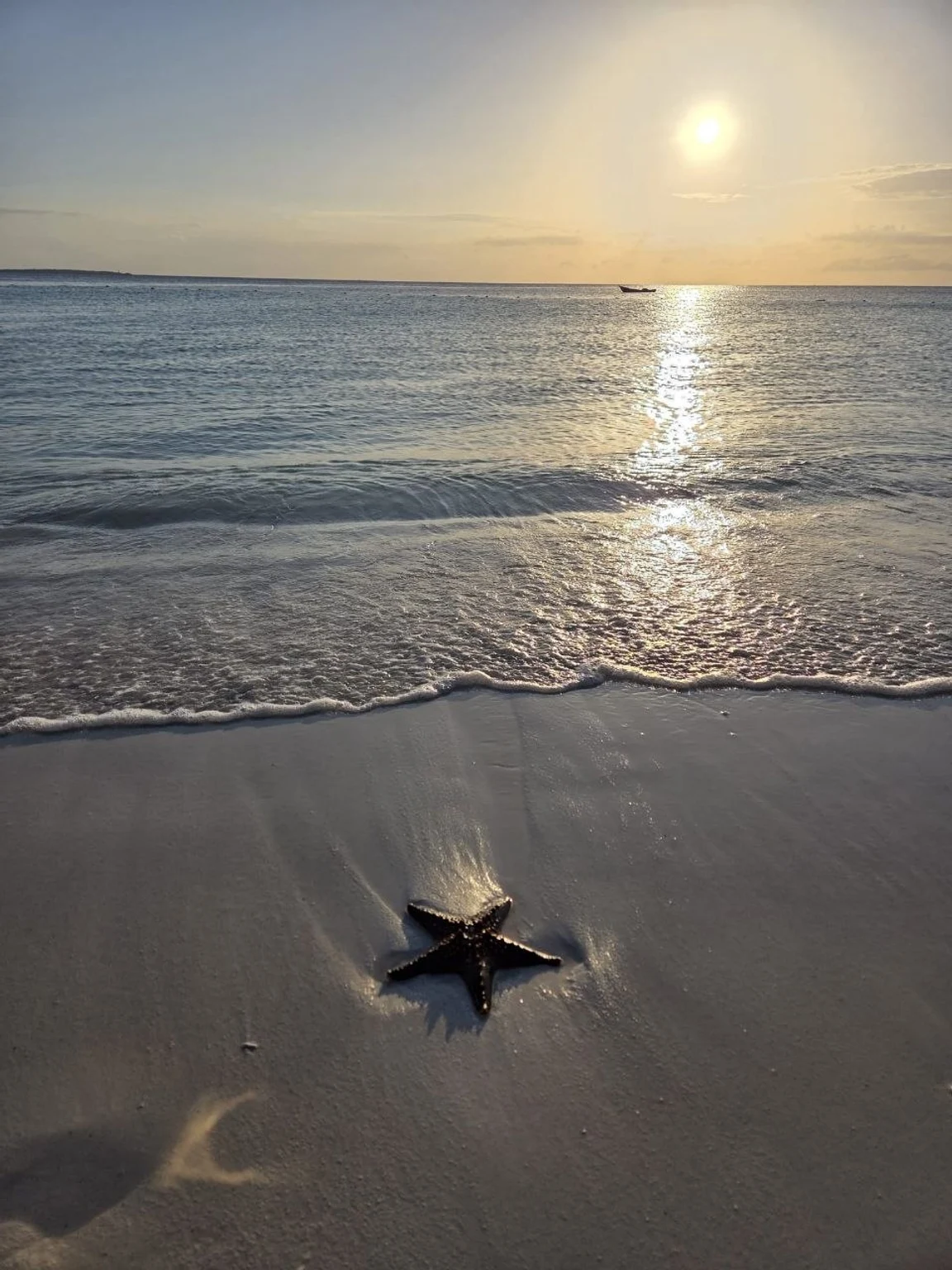A starfish at the water’s edge on Zanzibar.